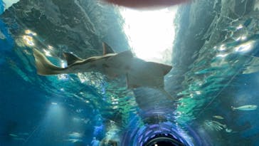 マクセル アクアパーク品川に投稿された画像（2021/7/26）