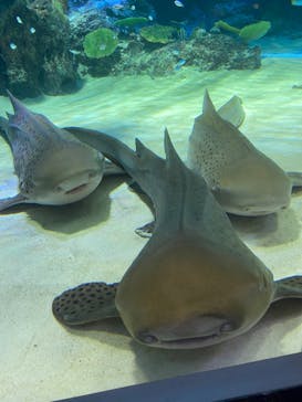 マクセル アクアパーク品川に投稿された画像（2021/7/26）