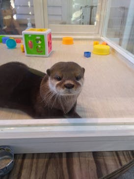 カワウソカフェHARRY原宿テラス店に投稿された画像（2021/7/26）