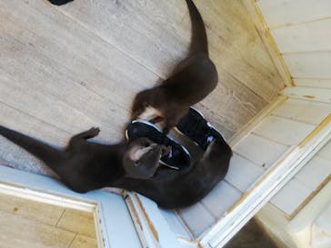 カワウソカフェHARRY原宿テラス店に投稿された画像（2021/7/26）