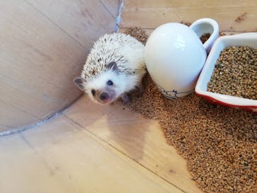 カワウソカフェHARRY原宿テラス店に投稿された画像（2021/7/26）