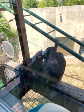 旭川市旭山動物園に投稿された画像（2021/7/26）