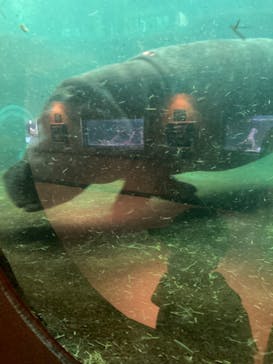 旭川市旭山動物園に投稿された画像（2021/7/26）