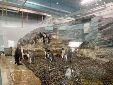 旭川市旭山動物園に投稿された画像（2021/7/26）