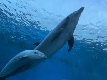 横浜・八景島シーパラダイスに投稿された画像（2021/7/26）