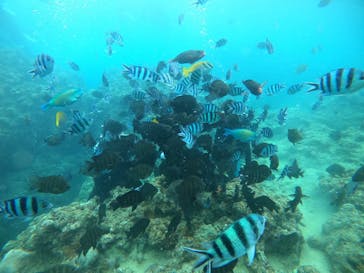 武藤潜水に投稿された画像（2021/7/26）