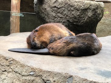 神戸どうぶつ王国に投稿された画像（2021/7/26）