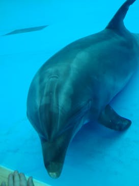 アクアワールド茨城県大洗水族館に投稿された画像（2021/7/26）