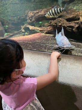 サンシャイン水族館に投稿された画像（2021/7/26）