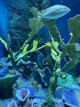 サンシャイン水族館に投稿された画像（2021/7/26）