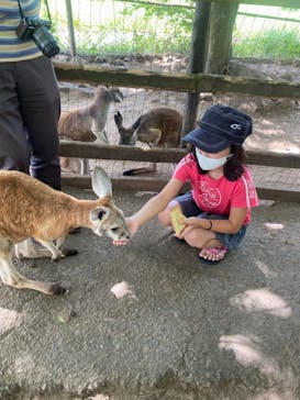 秋吉台自然動物公園 サファリランドに投稿された画像（2021/7/26）