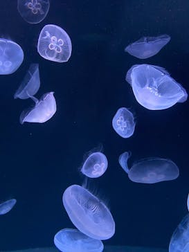 サンシャイン水族館に投稿された画像（2021/7/26）