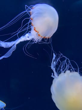 サンシャイン水族館に投稿された画像（2021/7/26）