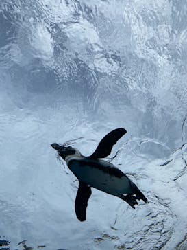 サンシャイン水族館に投稿された画像（2021/7/26）