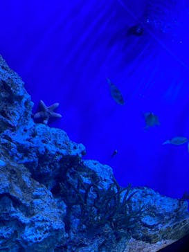 サンシャイン水族館に投稿された画像（2021/7/26）