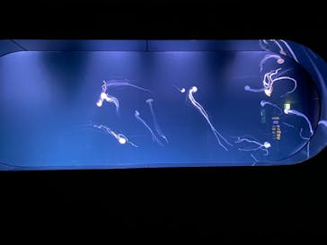 サンシャイン水族館に投稿された画像（2021/7/26）