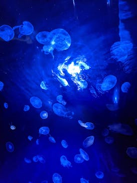 サンシャイン水族館に投稿された画像（2021/7/26）