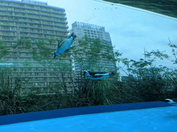 サンシャイン水族館に投稿された画像（2021/7/26）