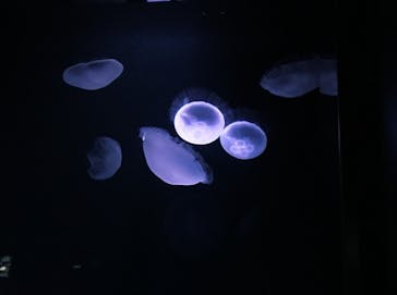 サンシャイン水族館に投稿された画像（2021/7/26）