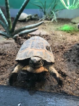 サンシャイン水族館に投稿された画像（2021/7/26）