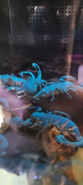 体感型動物園iZooに投稿された画像（2021/7/26）