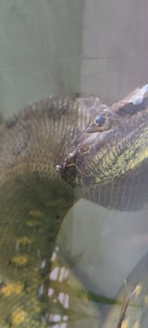 体感型動物園iZooに投稿された画像（2021/7/26）