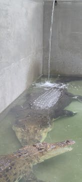 体感型動物園iZooに投稿された画像（2021/7/26）