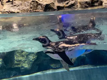すみだ水族館に投稿された画像（2021/7/26）