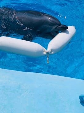 名古屋港水族館に投稿された画像（2021/7/26）