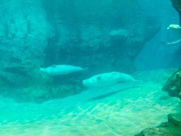 名古屋港水族館に投稿された画像（2021/7/26）