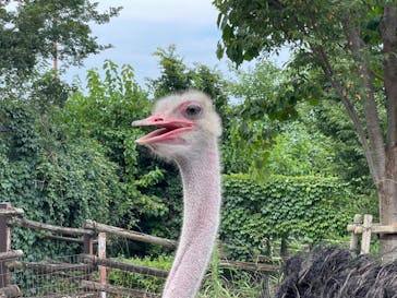 群馬サファリパークに投稿された画像（2021/7/26）