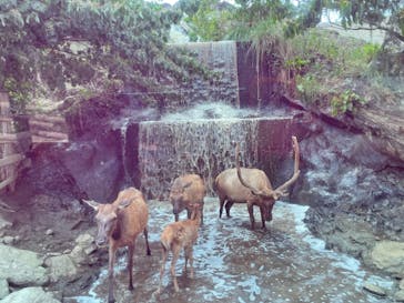 群馬サファリパークに投稿された画像（2021/7/26）