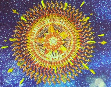 二条城×ネイキッド 二条城夏まつり2021に投稿された画像（2021/7/26）