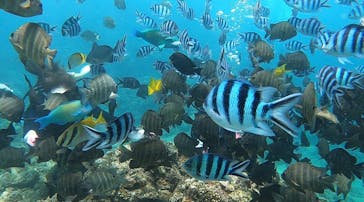 武藤潜水に投稿された画像（2021/7/26）