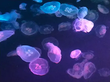 すみだ水族館に投稿された画像（2021/7/26）