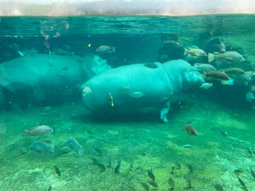 天王寺動物園に投稿された画像（2021/7/26）