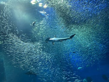 アクアワールド茨城県大洗水族館に投稿された画像（2021/7/26）