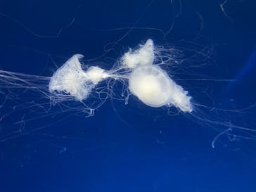 アクアワールド茨城県大洗水族館に投稿された画像（2021/7/26）