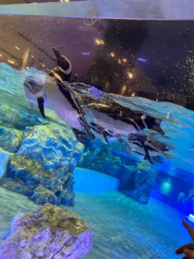 すみだ水族館に投稿された画像（2021/7/27）