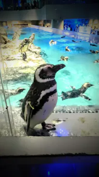 すみだ水族館に投稿された画像（2021/7/27）
