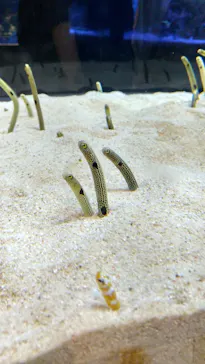 すみだ水族館に投稿された画像（2021/7/27）