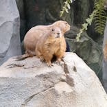 神戸どうぶつ王国に投稿された画像（2021/7/27）