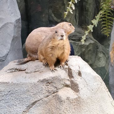 神戸どうぶつ王国に投稿された画像（2021/7/27）