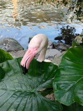 神戸どうぶつ王国に投稿された画像（2021/7/27）