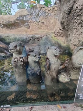 神戸どうぶつ王国に投稿された画像（2021/7/27）