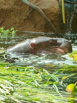 神戸どうぶつ王国に投稿された画像（2021/7/27）