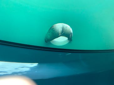 しながわ水族館に投稿された画像（2021/7/27）
