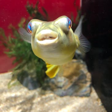 カワスイ 川崎⽔族館に投稿された画像（2021/7/27）