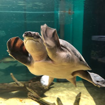 カワスイ 川崎⽔族館に投稿された画像（2021/7/27）