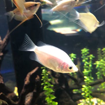 カワスイ 川崎⽔族館に投稿された画像（2021/7/27）